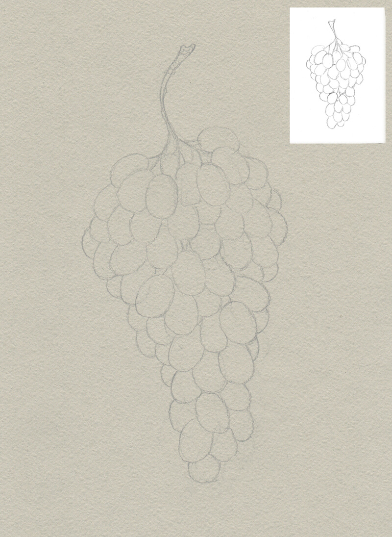 Contour line drawing of the grapes
