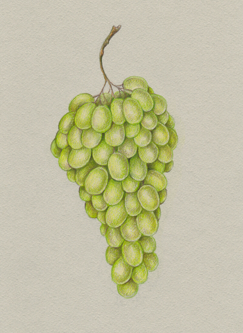 Adding subtle shadows to the grapes with colored pencils