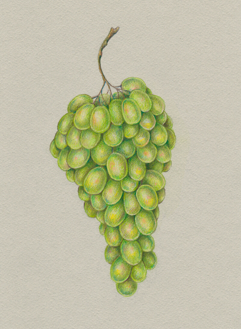 Colored pencil drawing of grapes