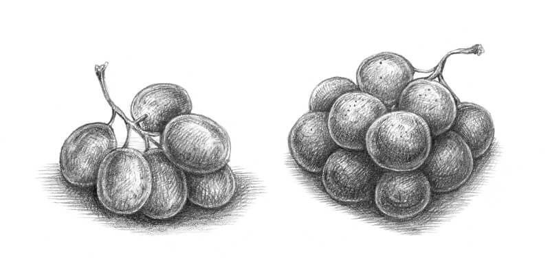 Graphite sketch of grapes
