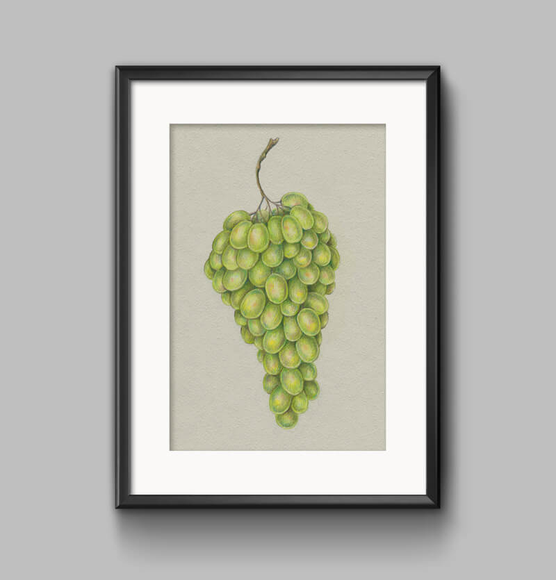 Framed drawing of grapes with colored pencils