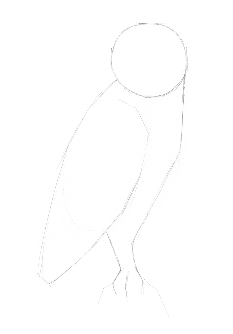 Sketching the body of the owl
