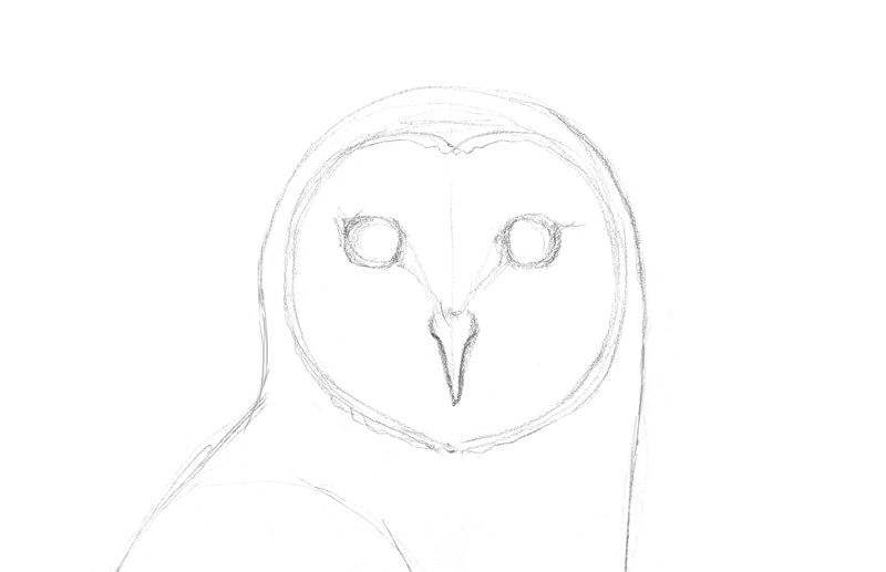 Draw the head of an owl