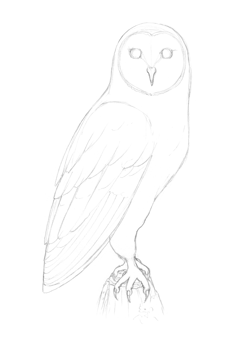 Refining the shape of the owl