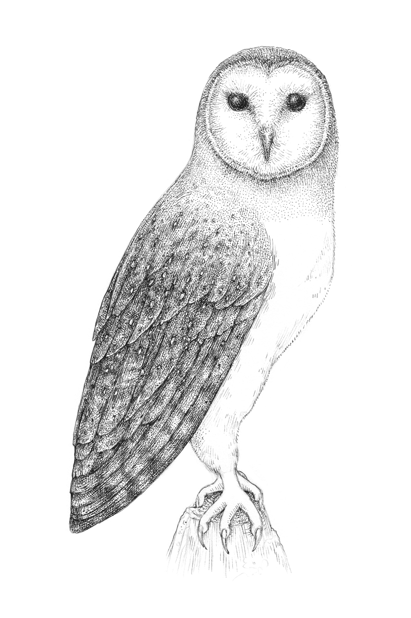 Adding pen and ink applications to the head and neck of the owl