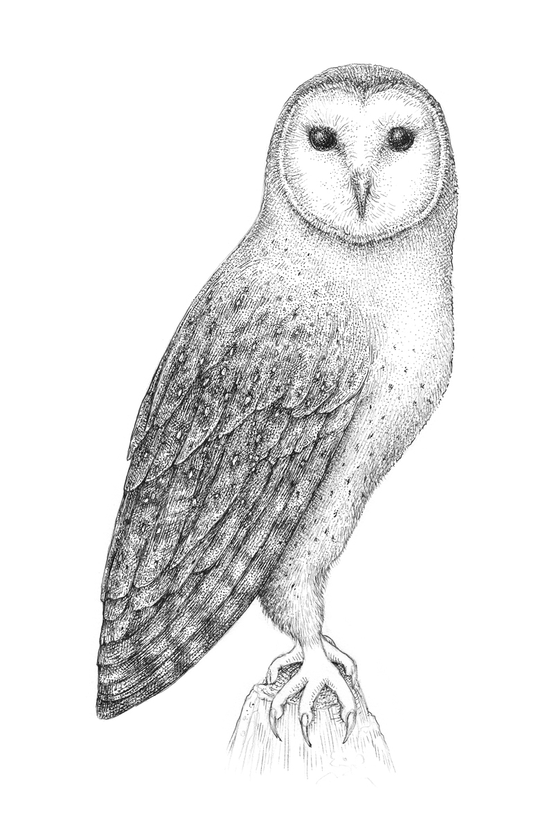 Drawing the subtle textures of the body of the owl