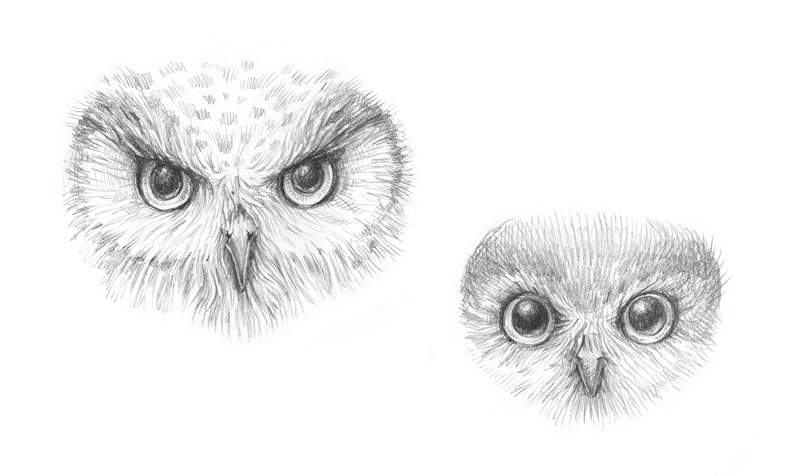 Pencil sketch of an owl