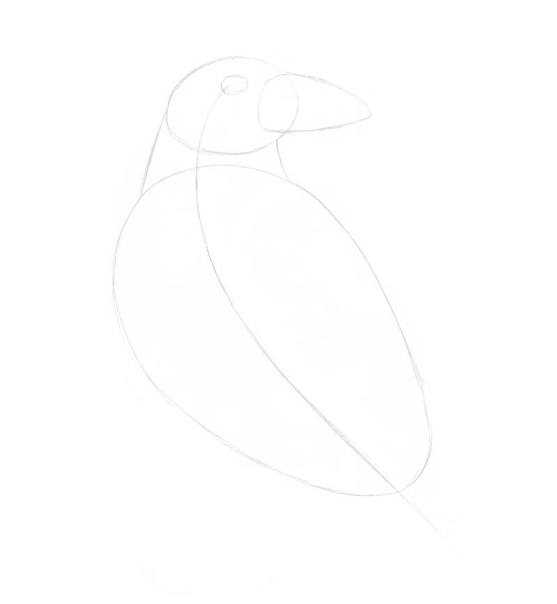 Sketching the general shape of the raven