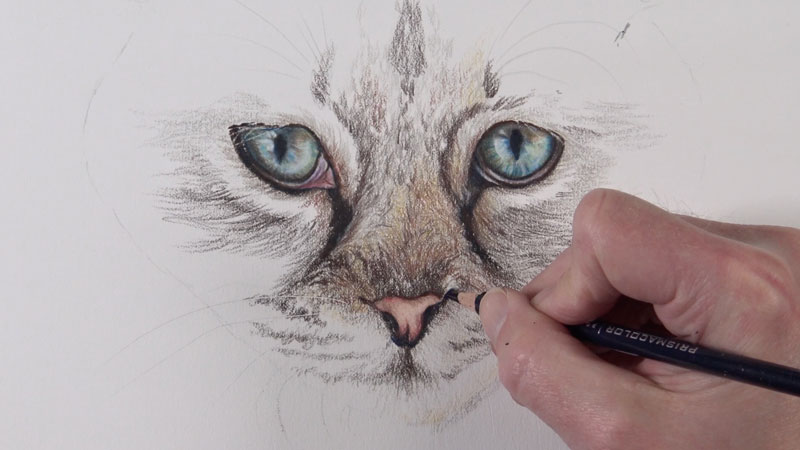 Drawing the cat