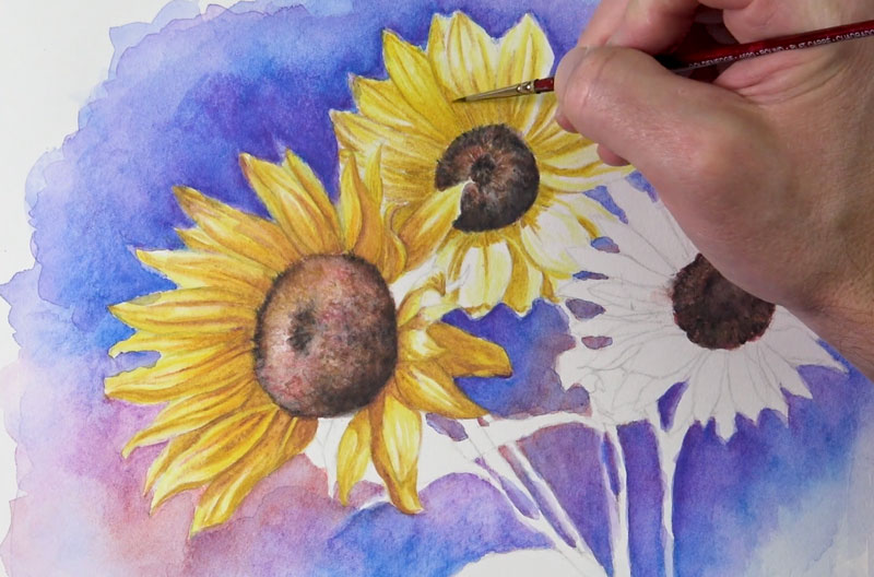 Adding color to the sunflower petals with watercolor pencils