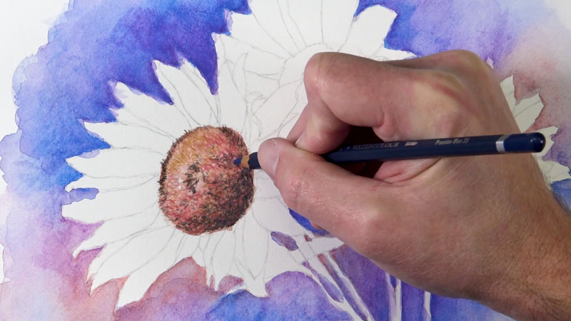 Drawing the center of a sunflower with watercolor pencils