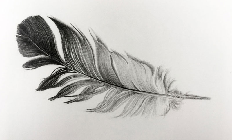 Drawing of a feather