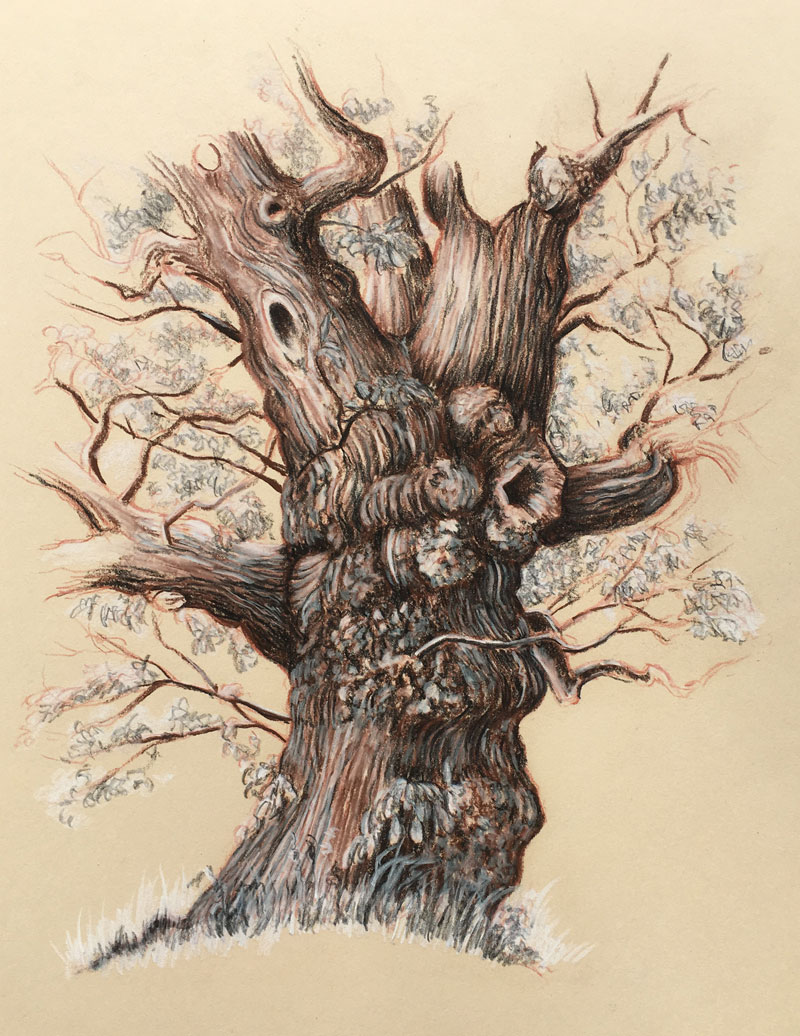Drawing of an old tree