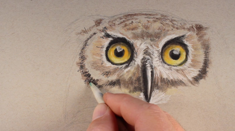 How to draw an owl with pastel pencils