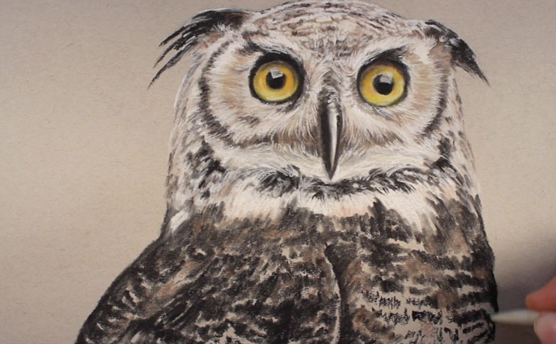 How to draw an owl with pastel pencils