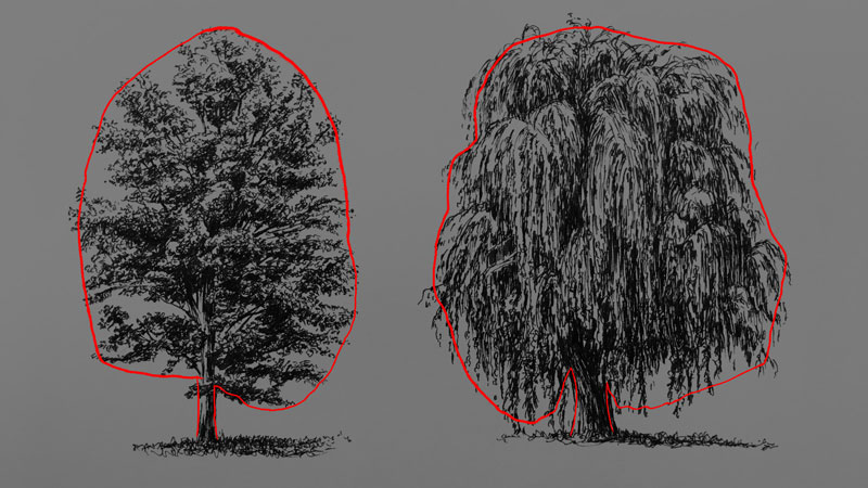 Draw the basic shape of the tree