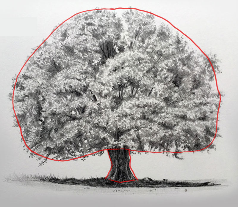 Draw the shape of the contours of the tree