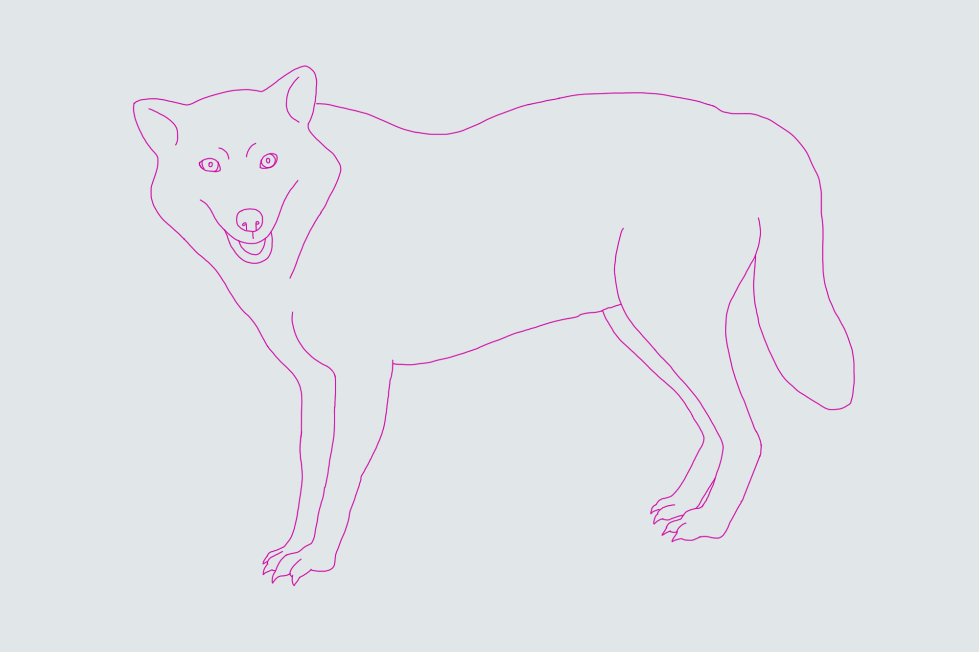 Как нарисовать красного волка поэтапно