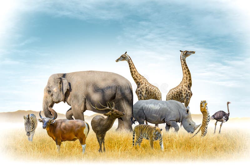 African safari and Asian animals  in the theme illustration, filled with many animals, a white border image stock image