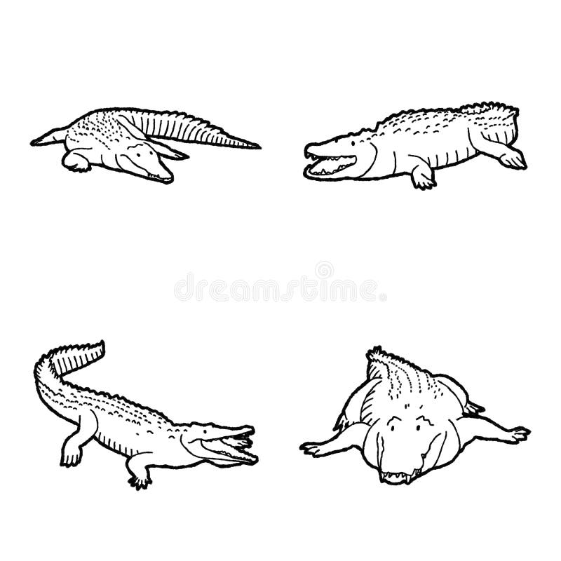 American Crocodile Vector Illustration Hand Drawn Animal Cartoon Art. American Crocodile Vector Pencil Illustration Hand Drawn Animal Cartoon Art vector illustration