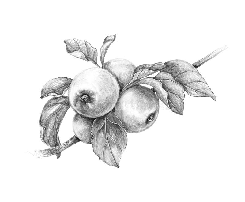 Apple Branch Pencil Drawing. Hand drawn apple branch isolated on white background. Monochrome sketch of fruit. Pencil drawing vector illustration