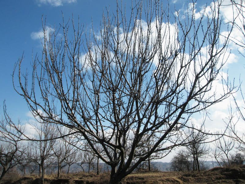 Apple tree in autumn royalty free stock image