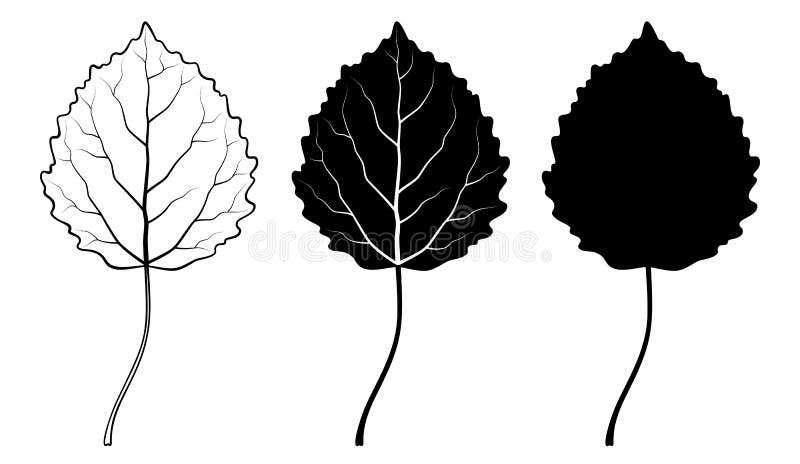 Aspen leaf. Vector illustration. Outline, silhouette, line art drawing. Aspen tree leaf. Vector linear illustration. Outline, silhouette, line art drawing stock illustration Aspen leaf. Vector illustration. Outline, silhouette, line art drawing. Aspen tree leaf. Vector linear illustration. Outline, silhouette, line art drawing stock illustration