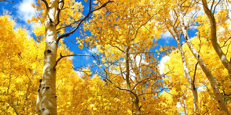 Autumn Canopy of Brilliant Yellow Aspen Tree Leafs in Fall. In the Sierra Nevada mountains of California stock photos Autumn Canopy of Brilliant Yellow Aspen Tree Leafs in Fall. In the Sierra Nevada mountains of California stock photos