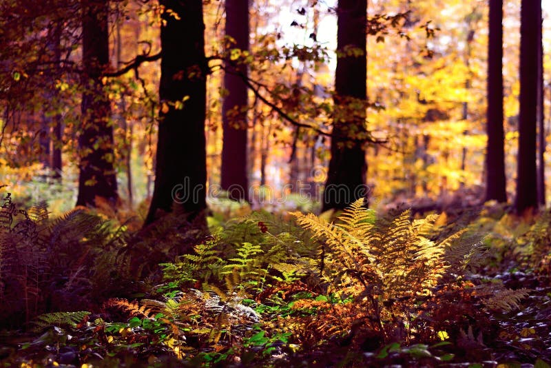 Autumn forest background stock photography