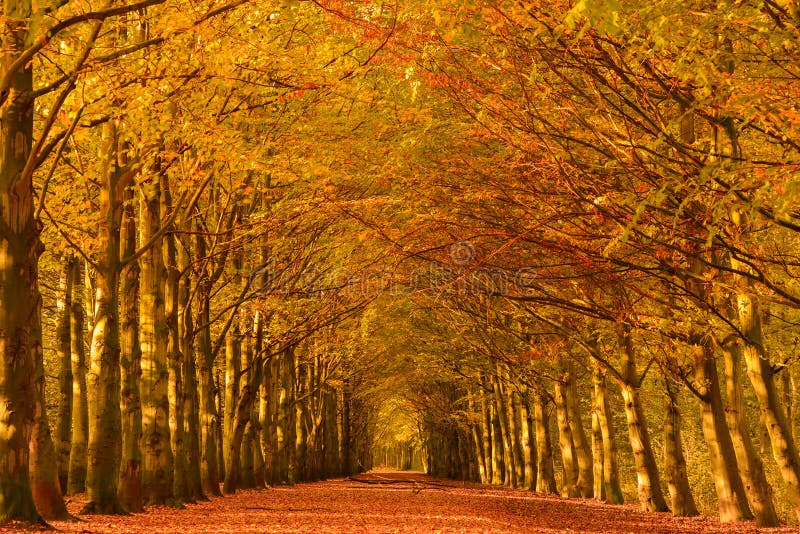Autumn lane stock images