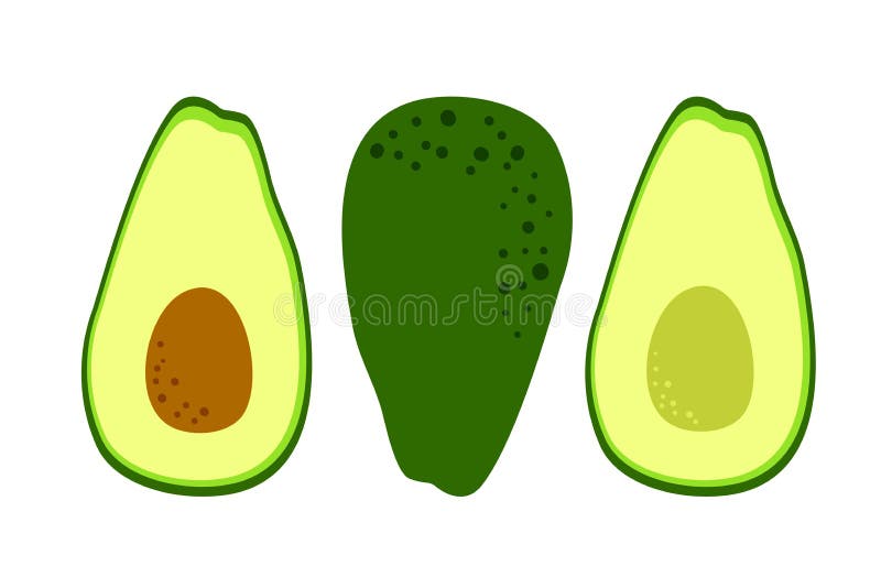 Avocado drawing. Vector background. Fruit icon isolated. Whole, half cut and seed. Tropical food for healthy eating and. Keto diet. Flat cartoon Illustration vector illustration