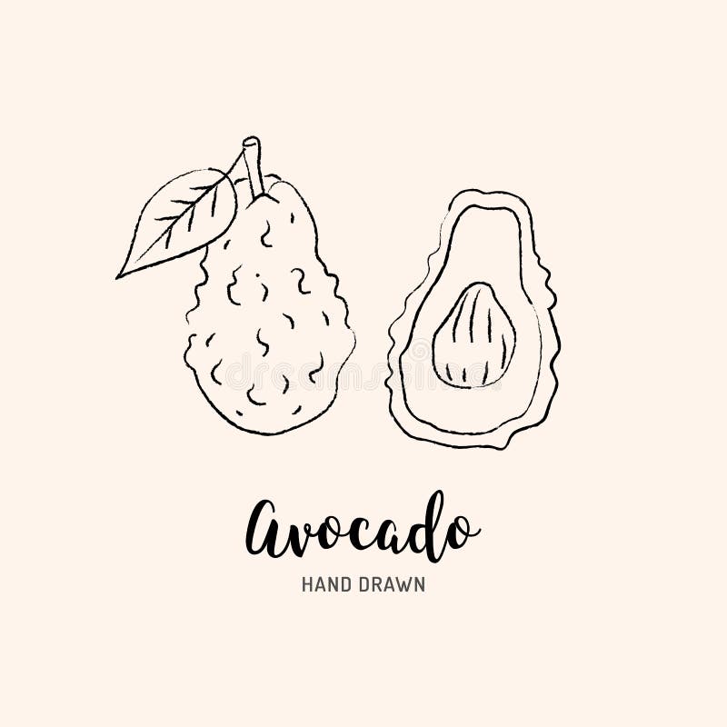 Avocado drawing Vector hand drawn avocado. Sketch of avocado on white background, Vector isolated icons. Set royalty free illustration