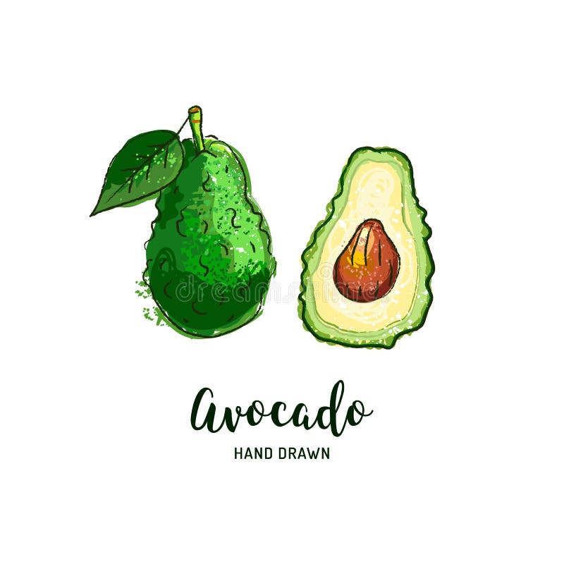 Avocado drawing Vector hand drawn avocado, Watercolor colorful avocado. Vector isolated icons. Avocado drawing Vector hand drawn avocados, Watercolor colorful royalty free illustration