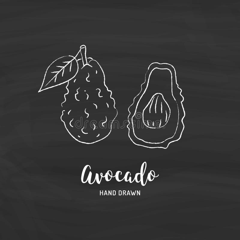 Avocado drawing Vector hand drawn avocado. Sketch of avocado with chalk on a blackboard, Vector isolated icons. Set stock illustration