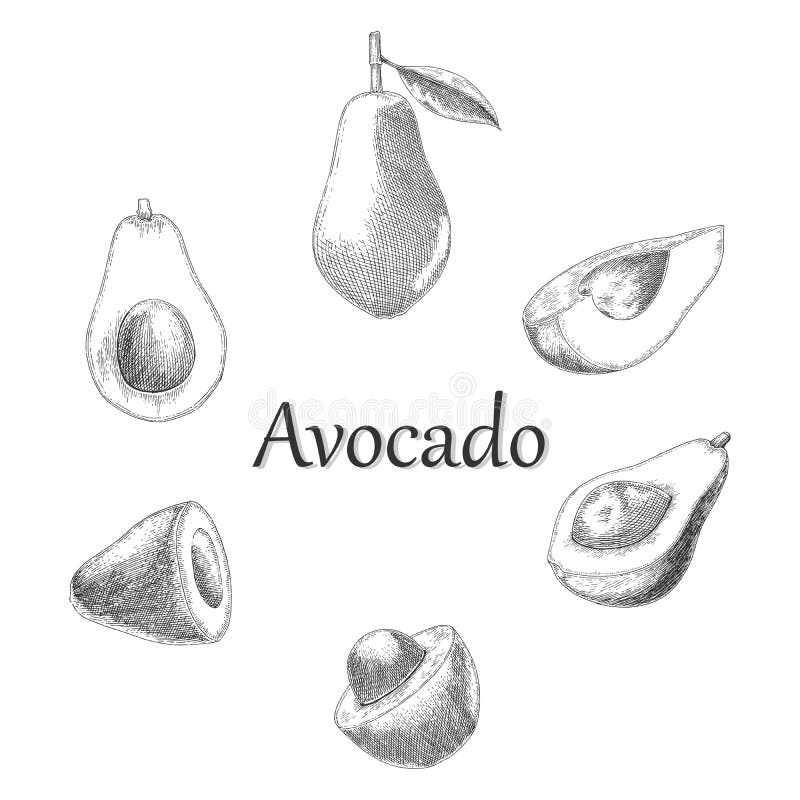 Avocado hand drawing engraving style. Isolated on white background royalty free illustration