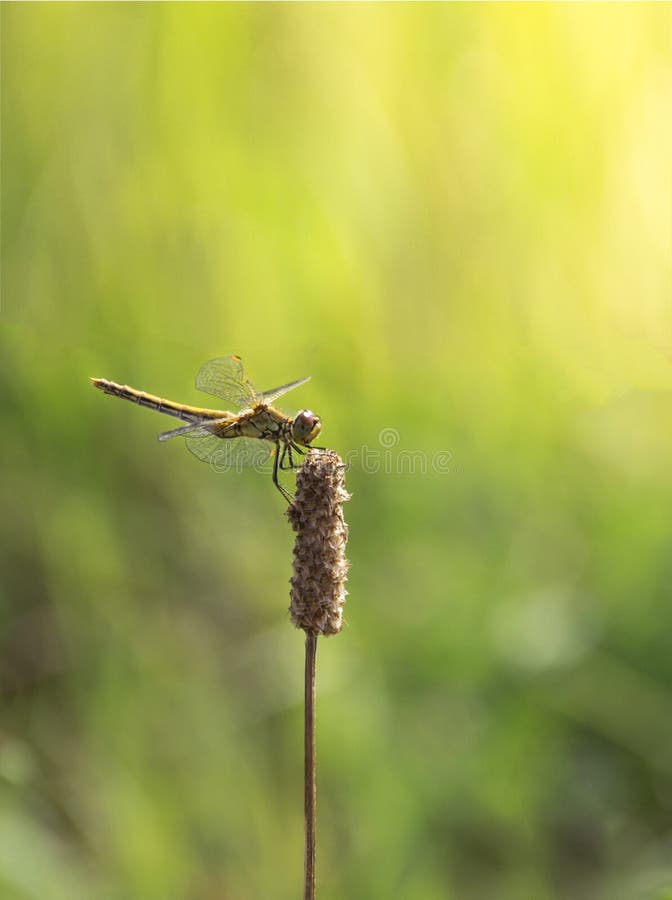 On a background of green grass on a branch sitting dragonfly light green color sun rays copy space stock photo On a background of green grass on a branch sitting dragonfly light green color sun rays copy space stock photo
