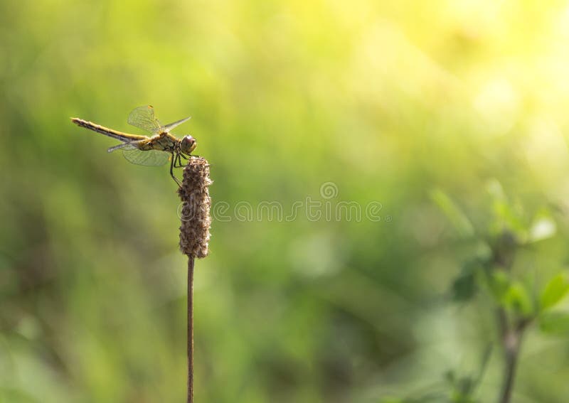 On a background of green grass on a branch sitting dragonfly light green color sun rays copy space royalty free stock photography