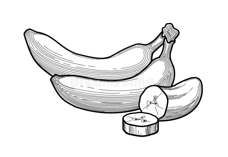 Banana - black and white illustration of thin lines. bananas - a stylized drawing of fruit in a flat style. healthy eating. Concept - packaging design, food stock illustration