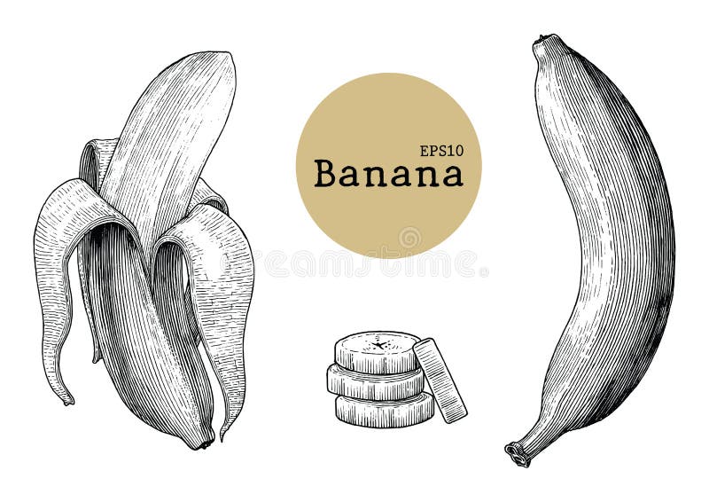 Banana collection sets hand drawing vintage engraving illustration stock illustration