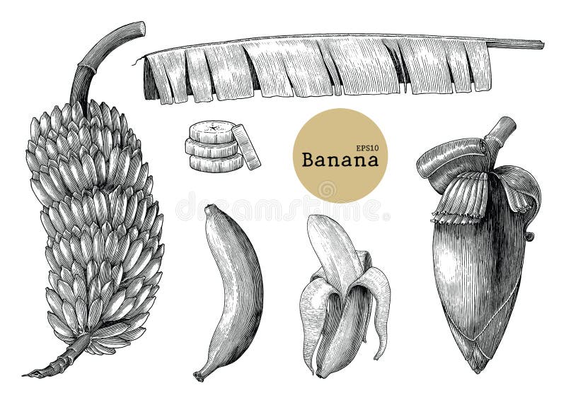 Banana collection sets hand drawing vintage engraving illustration stock illustration