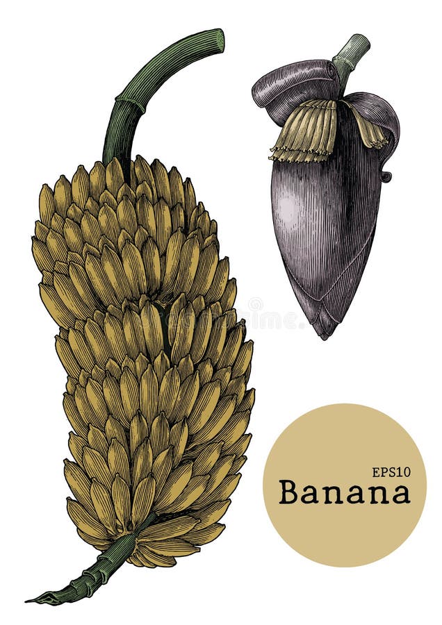 Banana collection sets hand drawing vintage engraving illustration vector illustration