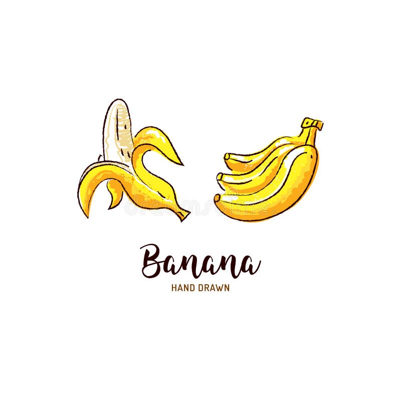 Banana drawing Vector hand drawn bananas, Watercolor colorful bananas. Vector isolated icons. Set royalty free illustration