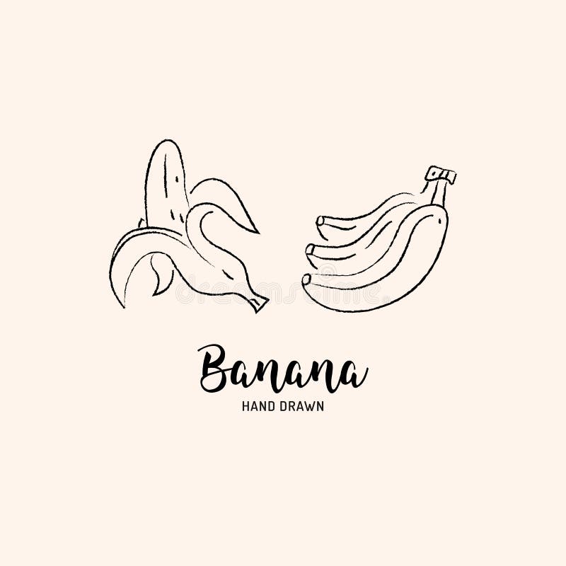 Banana fruit drawing Vector hand drawn bananas. Sketch of bananas on white background, Vector isolated icons. Set vector illustration