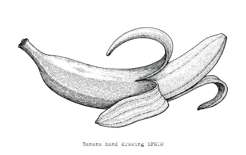 Banana hand drawing engraving style,Banana black and white clipart vector illustration
