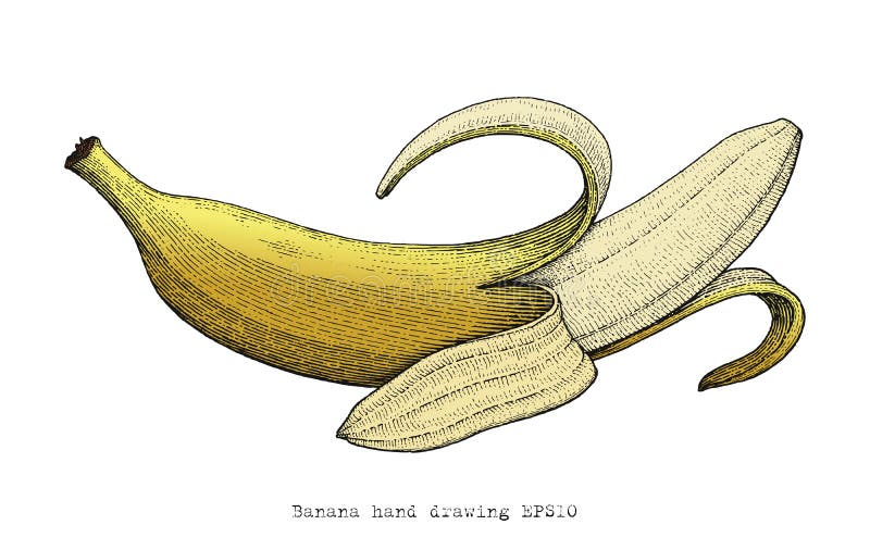 Banana hand drawing engraving style. Clip art isolated on white background stock illustration