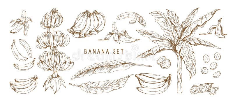 Banana hand drawn monochrome vector illustrations set. Banana bunches, palm tree leaves. Exotic and tropical fruit. Engraved drawings in vintage style. Ripe stock illustration