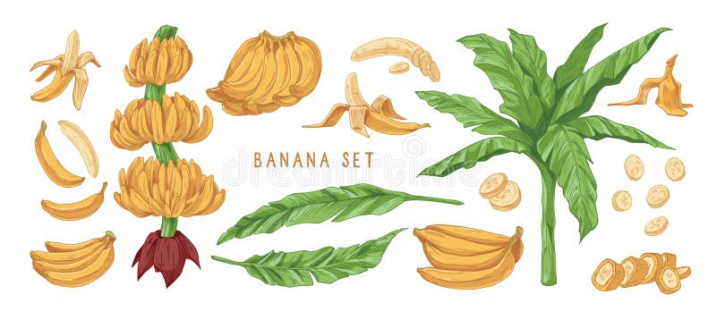 Banana hand drawn vector illustrations set. Banana tree leaves, bunches and peels. Delicious tropical fruit drawings. Pack. Ripe healthy fruit, natural exotic royalty free illustration