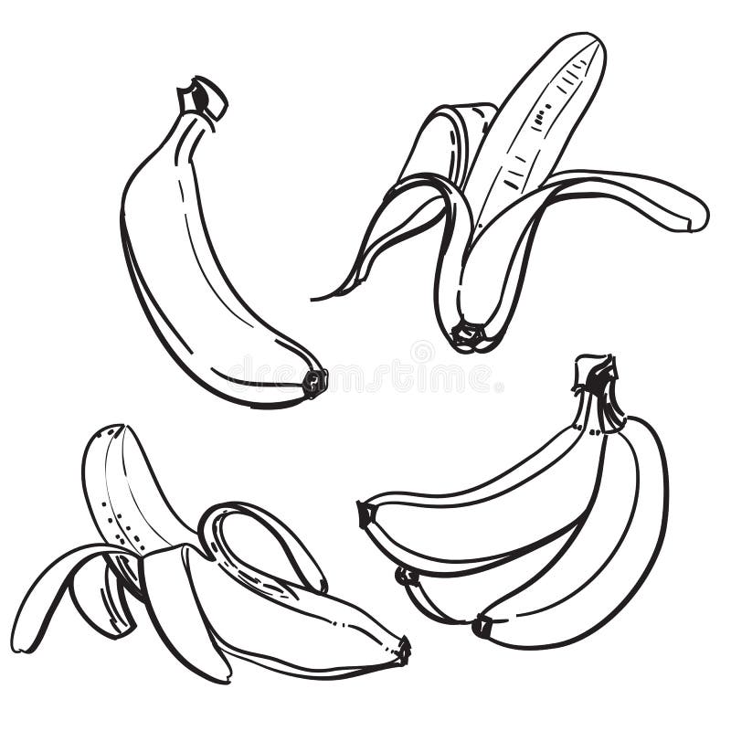Banana. Line drawing of bananas. On a white background. One color. Vector illustration. Line drawing of bananas. On a white background. One color. Vector vector illustration