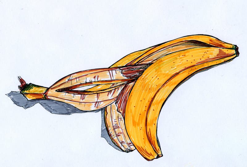Banana rind sketch. Hand drawn ink and markers sketch of a yellow banana rind with grey shadow stock illustration
