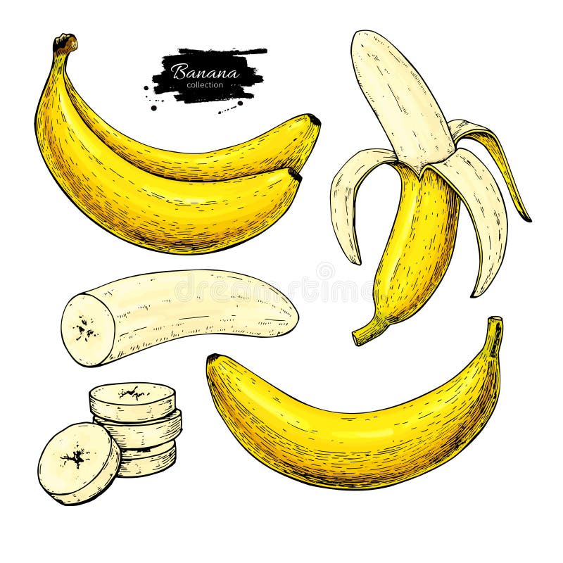 Banana set vector drawing. Isolated hand drawn bunch, peel banana and sliced pieces. Summer fruit artistic. Style illustration. Detailed vegetarian food. Great vector illustration